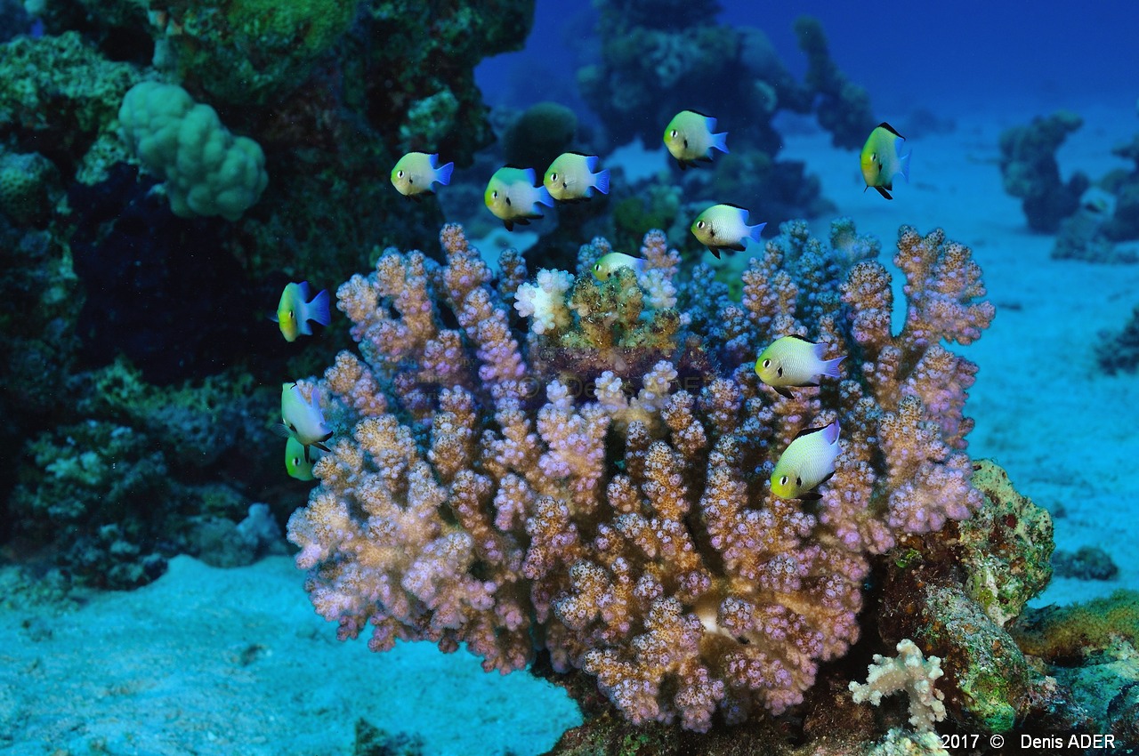 Dascyllus marginatus Demoiselle de mer rouge-Pocillopora verrucosa Safaga Gamul kebir-13m-20171120-Denis-ADER-DSC_3029_tn.jpg